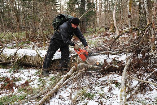 Обратите внимание! Определены места для сбора валежника 