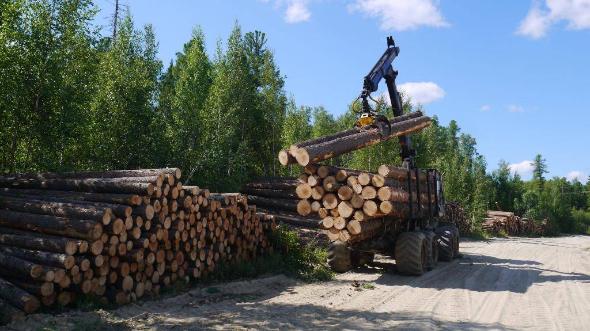 Реестр договоров аренды лесных участков с целью заготовки древесины