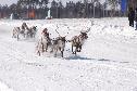 В Когалыме 8 апреля пройдет День оленевода 